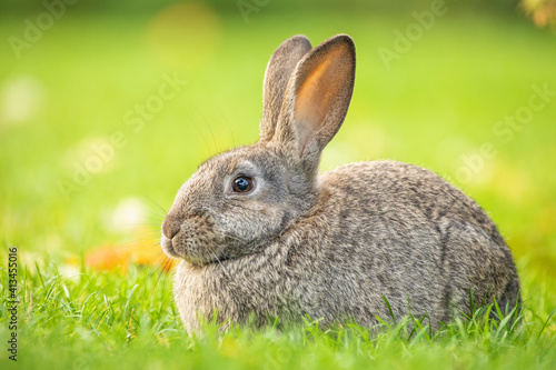Easter gray rabbit on the green grass.
