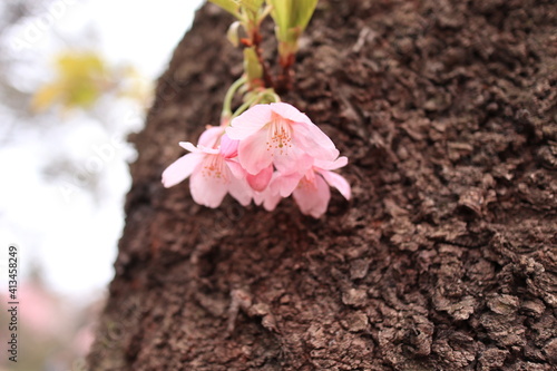 木の幹に咲く桜の花