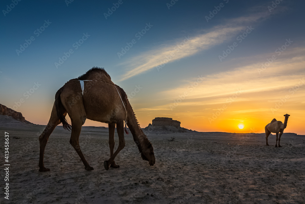 Beautiful Sunset Desert Landscape with camel near Al Sarar Saudi Arabia.Selective focused background blurred. Beautiful Sunset Desert Landscape with camel near Al Sarar Saudi Arabia.Selective focused background blurred.
