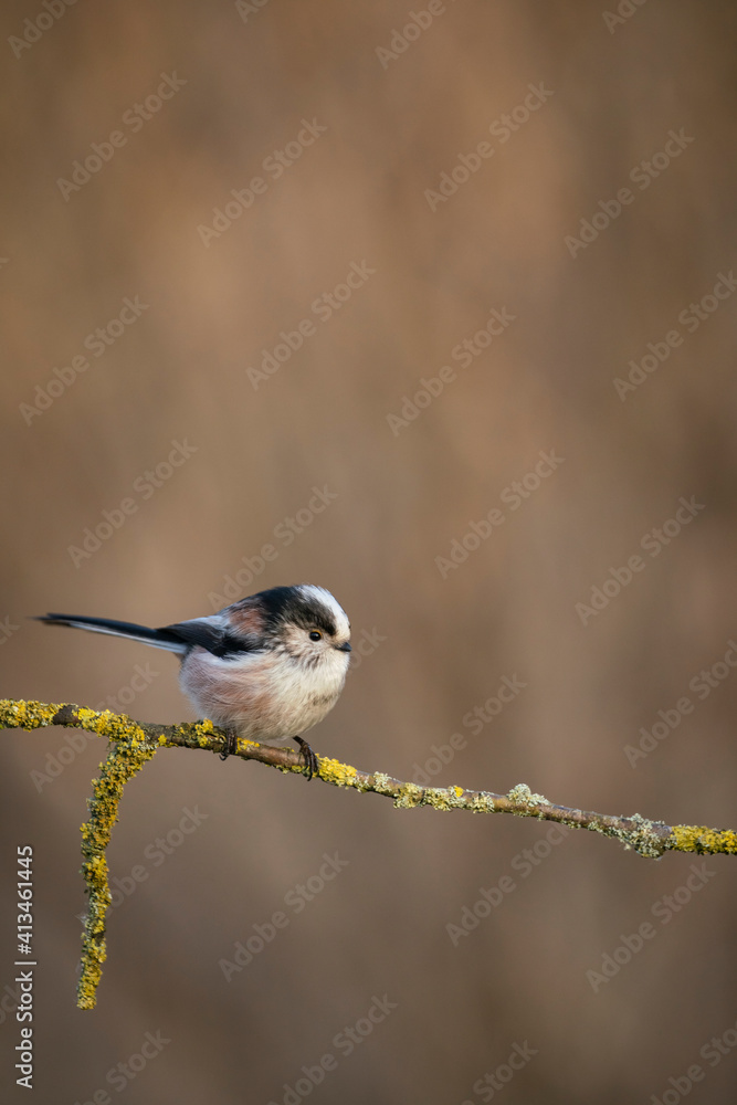 Naklejka premium Long tailed tit, Aegithalos caudatus, searching for food ,late winter in oxfordshire