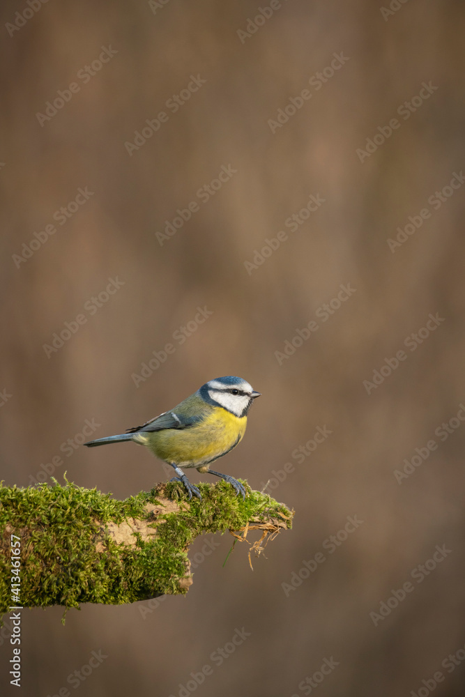 Obraz premium Blue tit , Cyanistes caeruleussearching for food ,late winter in oxfordshire