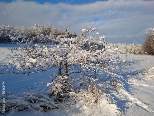 snow covered trees