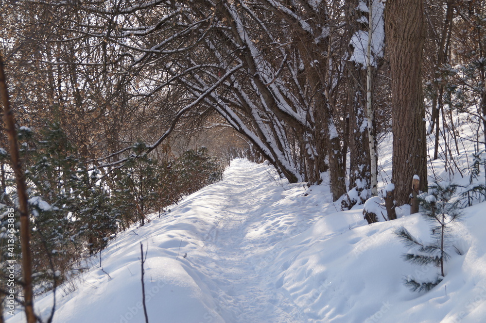 winter forest path winter forest path