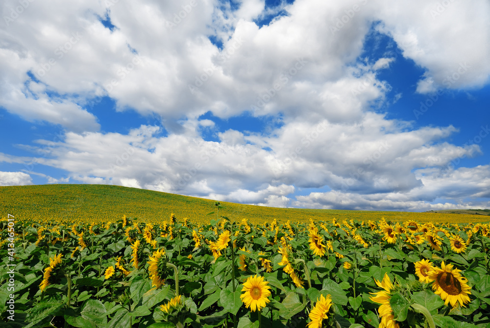 Idyllic view, rolling field of golden sunflowers Idyllic view, rolling field of golden sunflowers