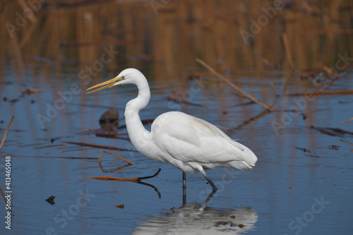 A beautiful white heron bird looking for food by the water 