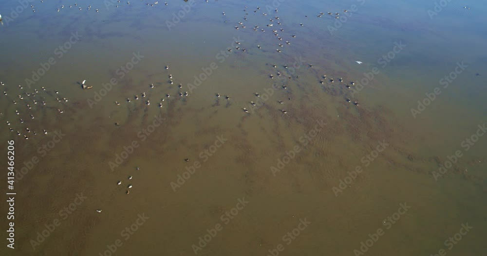 Aerial view of the wetland with the birds, Crna Mlaka, Croatia Aerial view of the wetland with the birds, Crna Mlaka, Croatia