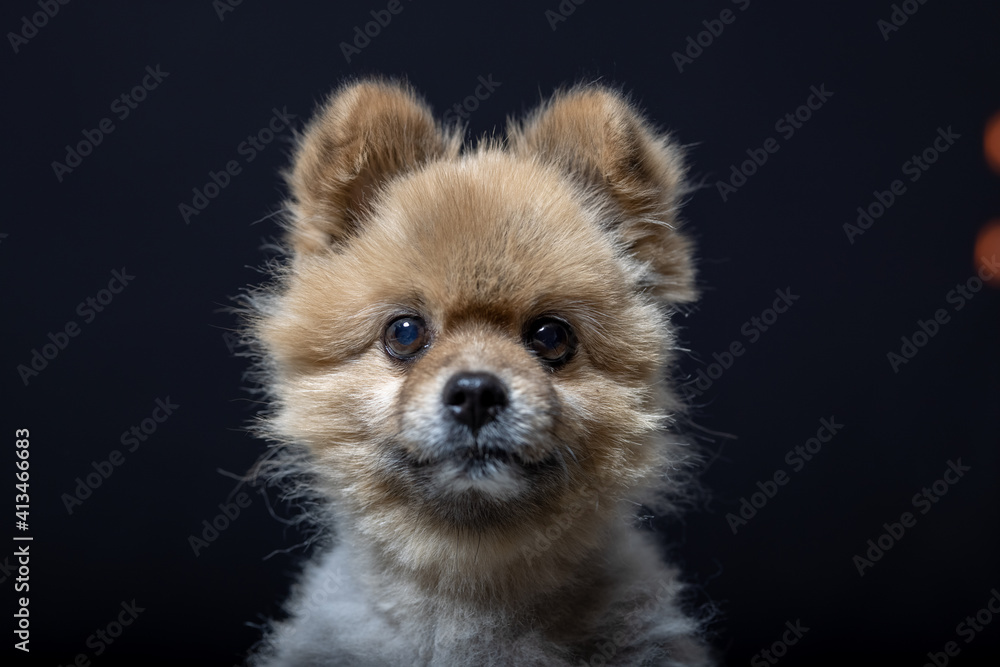 pomeranian dog portrait pomeranian dog portrait