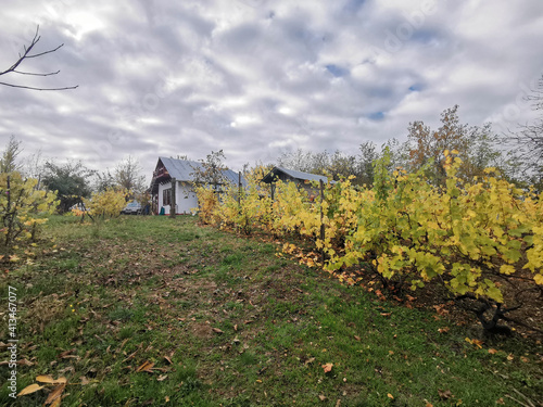 Fototapeta Naklejka Na Ścianę i Meble -  autumn landscape with vines
