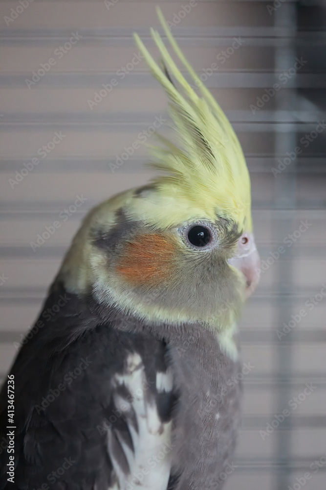 Cockatiel (Nymphicus hollandicus) Cockatiel (Nymphicus hollandicus)