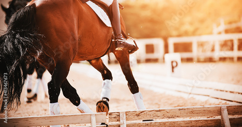 A bay shod horse with a rider in the saddle trots in a dressage competition, illuminated by sunlight. Equestrian sports. Horse riding.