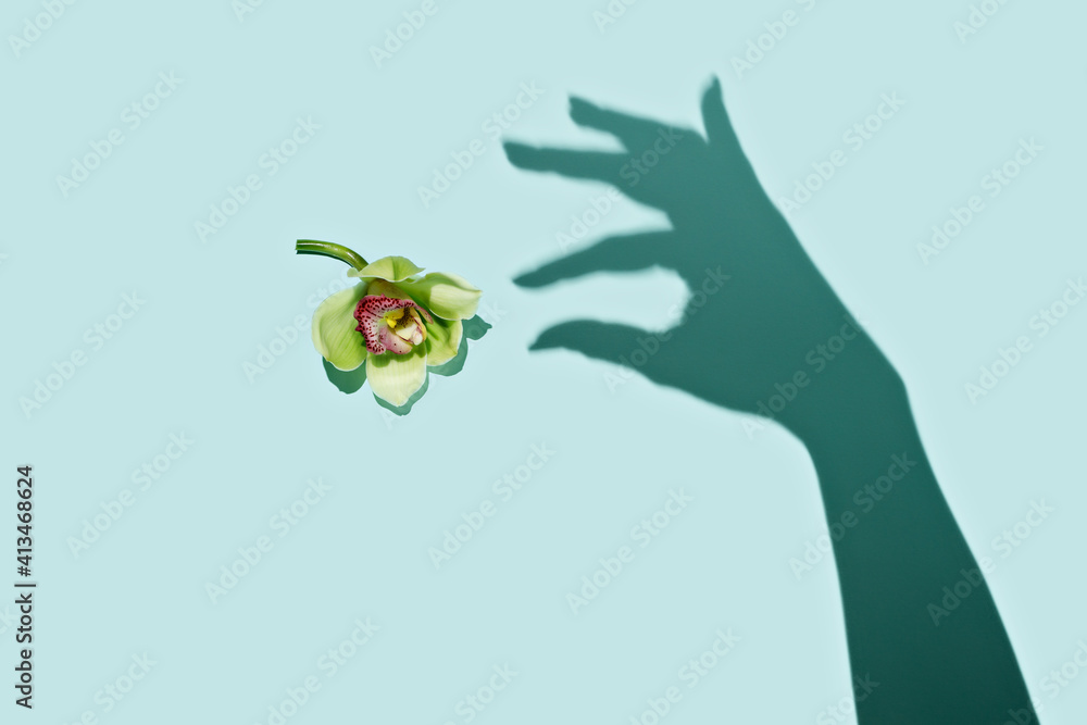 Shadow of a female hand reaching for orchid flower on pastel mint background. Minimal Valentines day, wedding, romantic or 8th march greeting card. Creative spring bloom concept. Flat lay.