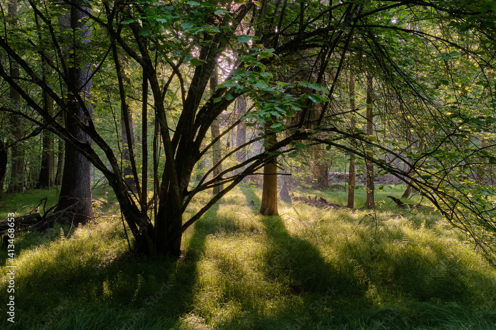 Light entering rich deciduous forest Light entering rich deciduous forest
