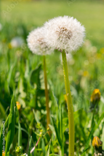 dandelion white with seeds. Ripe dandelion. Blowball of Taraxacum plant on long stem. Dandelions snuggled in the grass. Close up view. Selective focus. toned