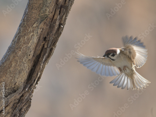 A sparrow that flew to stop on a branch 