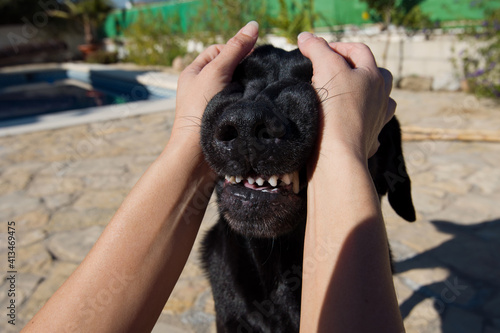Point of view, angry dog attack on men.
