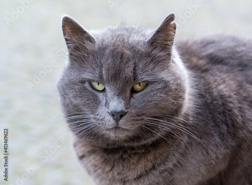 Stern look of a gray cat with a ragged ear