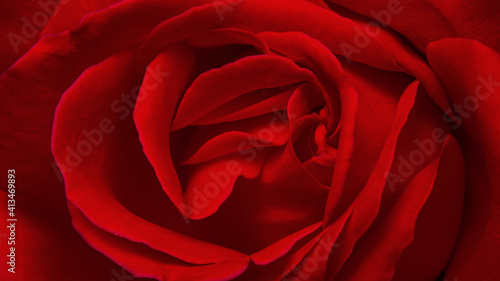 Bright red rose flower close up. Background