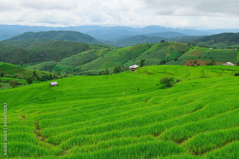 Pa Pong Piang Rice Terraces in the north of chiangmai Thailand..