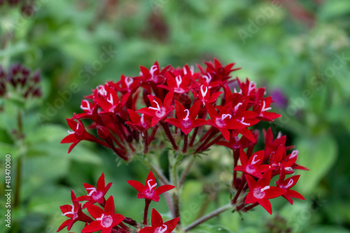 red flower in the garden