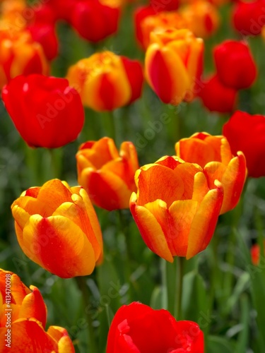 Close-up Of Red Tulips On Field © jean-claude battarel/EyeEm