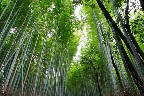 京都嵐山の竹林の小径