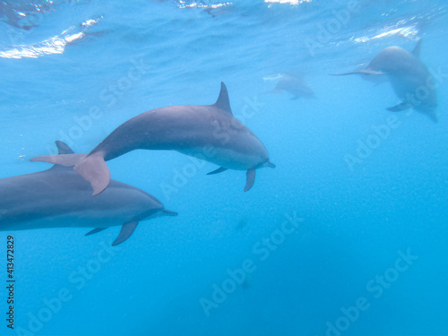 Flock of dolphins playing in the blue water near Mafushi island  Maldives.