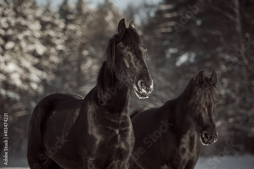 Black Friesian horses on winter. Portrait of Friesian