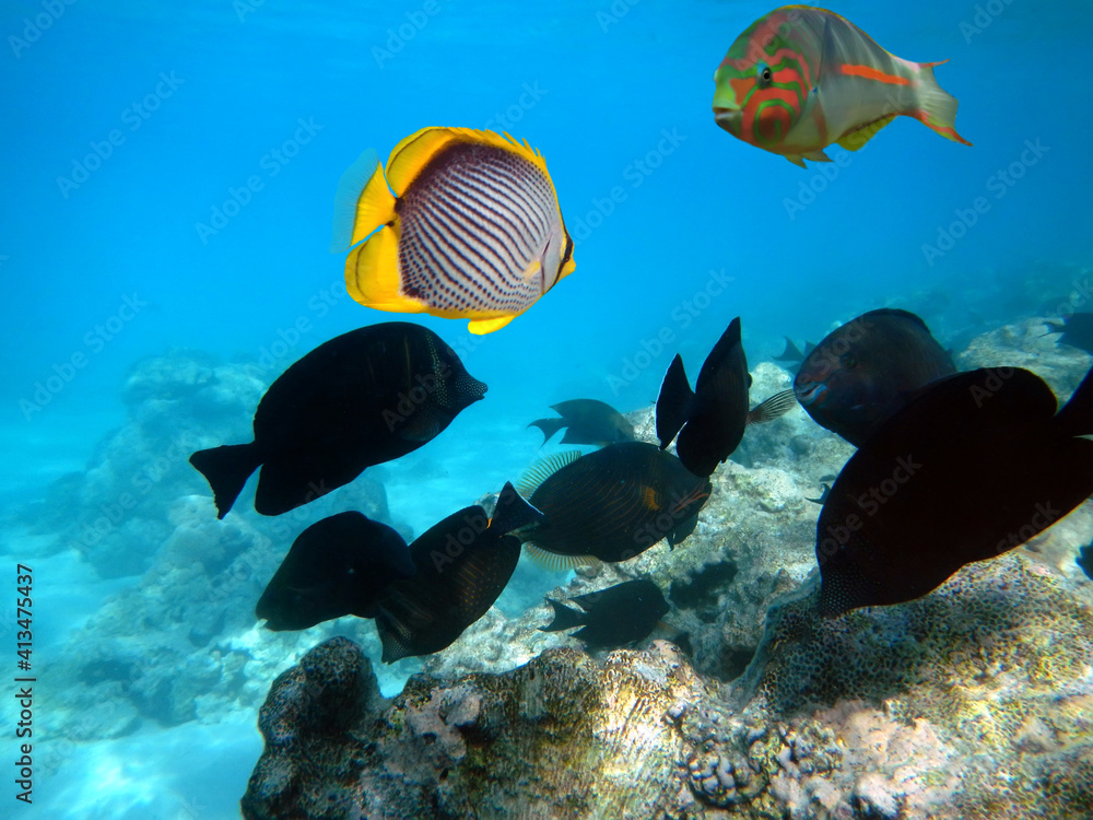 Underwater Scene With Coral Reef And Exotic Fishes. Red Sea Underwater Scene With Coral Reef And Exotic Fishes. Red Sea