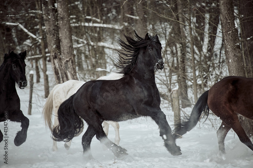 Friesian horses  gallop in winter