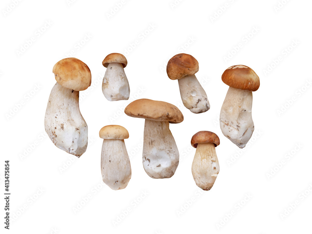 Boletus edulis or penny bun mushrooms set isolated on white Boletus edulis or penny bun mushrooms set isolated on white