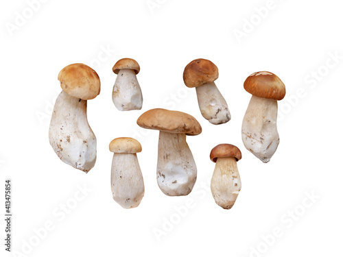 Boletus edulis or penny bun mushrooms set isolated on white