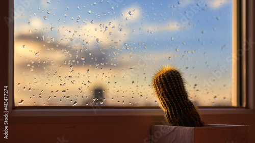 Cactus next to a window