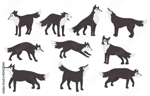 Fototapeta Naklejka Na Ścianę i Meble -  Wolf poses vector illustration set. Cartoon cute wild animal characters standing in different postures clipart collection, wildlife forest predator, furry gray wolves howling isolated on white