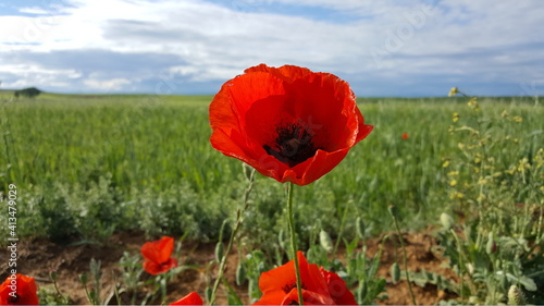 poppy in the field