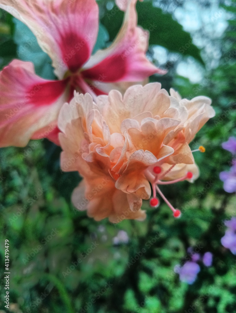 pink flower in garden pink flower in garden