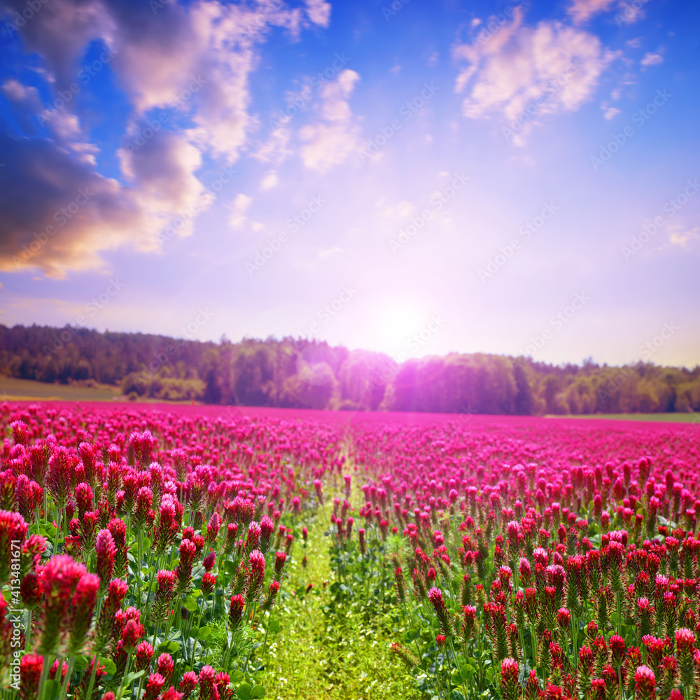 Field of flowering crimson clovers (Trifolium incarnatum). Spring rural landscape at sunset. Beauty in nature.