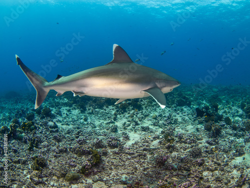 Silvertip shark swimming in a coral reef (Rangiroa, Tuamotu Islands, French Polynesia in 2012)