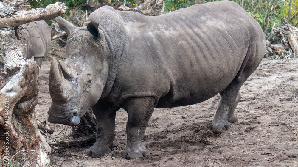 Fototapeta premium a Close up of a rhinoceros