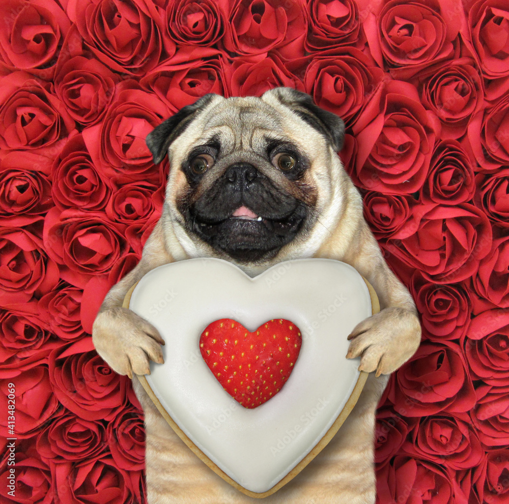 A dog pug holds a heart shaped biscuit with a strawberry. Red rose  background. Stock-Foto | Adobe Stock
