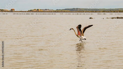 Flamant rose sur l'étang de Peyriac de mer photo