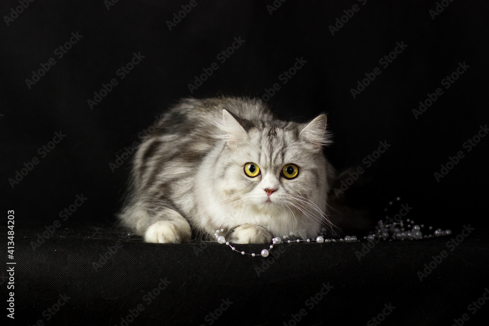 Studio photography of a scottish straight longhair cat on black backgrounds. Beautiful gray cat with big eyes