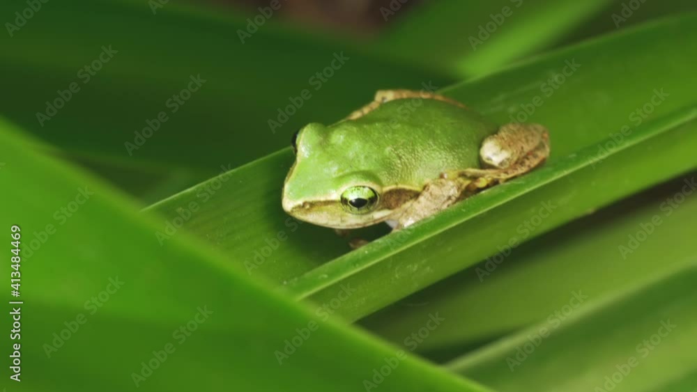 Small Madagascar green tree frog resting on green leaf, closeup detail Small Madagascar green tree frog resting on green leaf, closeup detail