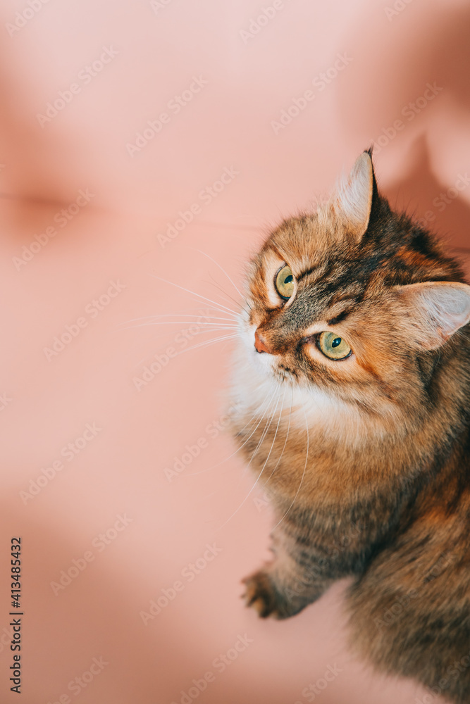 Obraz premium Pretty cat sits on beige background with shadows.
