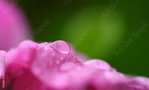 Drops of water on a pink flower wild rose against green blurred background. Morning dew on petals close up. Beauty in nature theme.