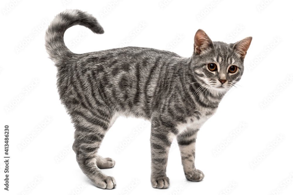 Beautiful gray cat isolated on white background. Beautiful gray cat isolated on white background.