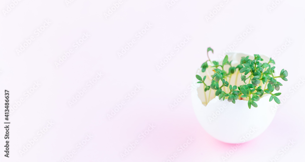 Garden cress growing in eggshell, on pink background, horizontal, copy space Garden cress growing in eggshell, on pink background, horizontal, copy space