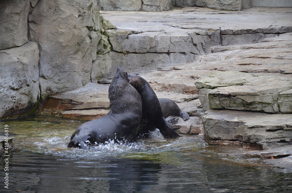 Fototapeta premium Harbor seal (Phoca vitulina) in Frankfurt zoo