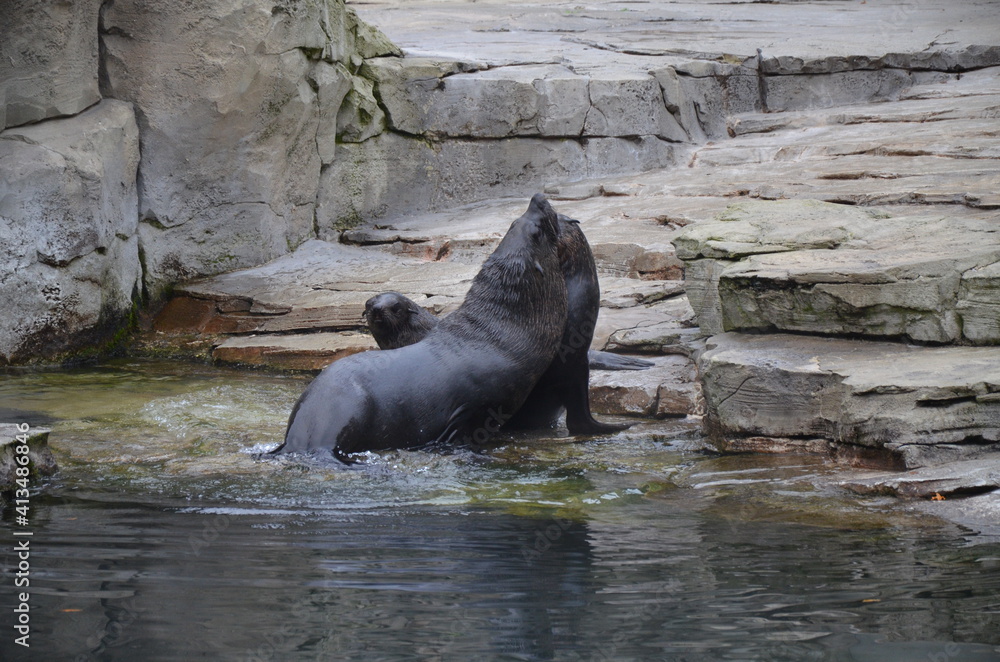 Fototapeta premium Harbor seal (Phoca vitulina) in Frankfurt zoo