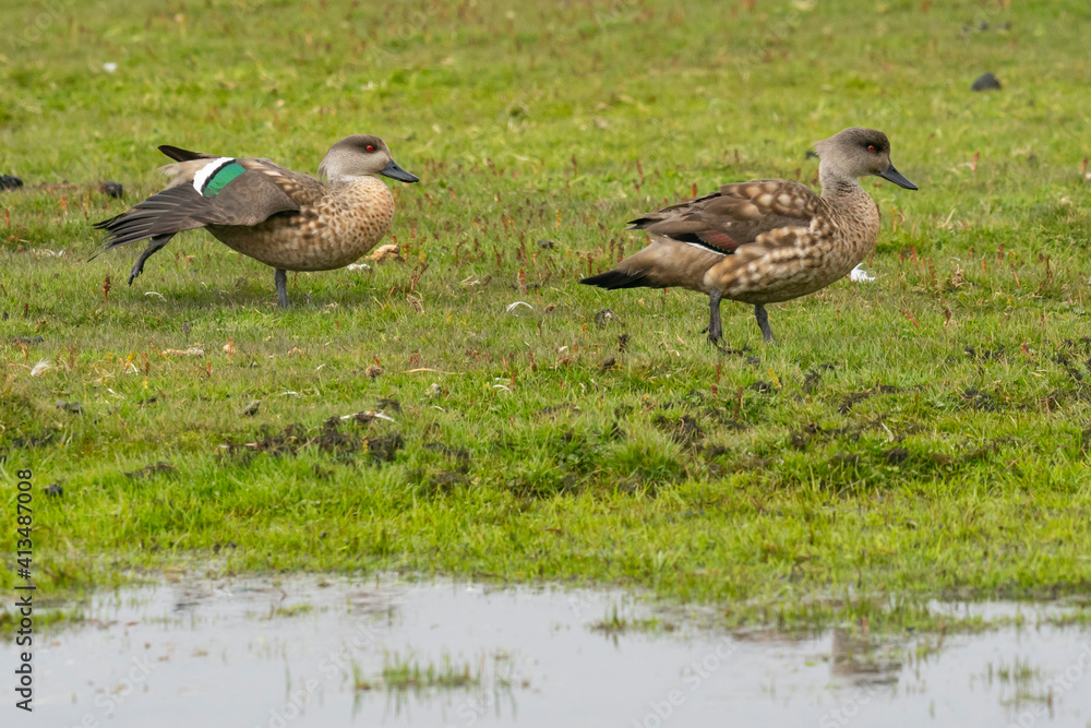 The Crested duck (Lophonetta specularioides) The Crested duck (Lophonetta specularioides)