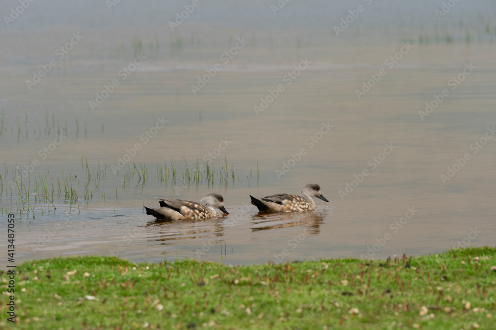 The Crested duck (Lophonetta specularioides) The Crested duck (Lophonetta specularioides)